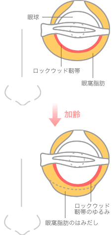 図：目の構造